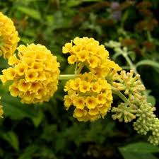 Lantana 'New Gold'