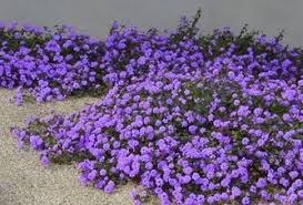 Lantana 'Purple Trailing'