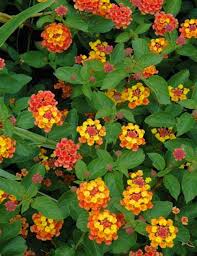 Lantana 'Texas'