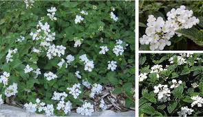 Lantana 'White Trailing'