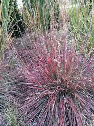 Little Bluestem