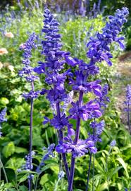 Mealy Blue Sage 'Henry Duelberg'