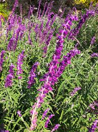 Mexican Bush Sage