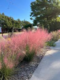 Pink Muhly
