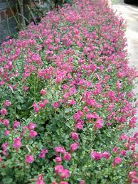 Pink Skullcap