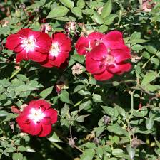 Rose 'Martha Gonzales'