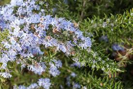 Rosemary 'Prostrate'
