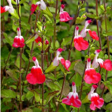 Salvia greggii 'Lipstick'