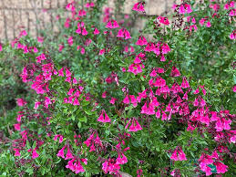 Salvia greggii 'Pink'