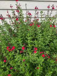 Salvia greggii 'Red'