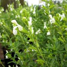 Salvia greggii 'White'