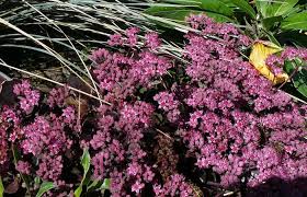 Stonecrop 'Bertram Anderson'