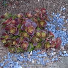 Stonecrop 'Coral Reef'