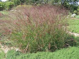 Switchgrass