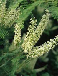 Texas Kidneywood