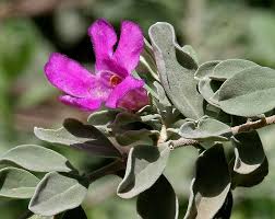 Texas Sage 'Compact'