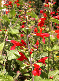 Tropical Red Sage