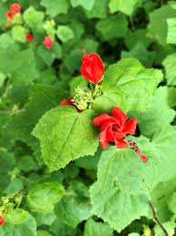 Turk's Cap