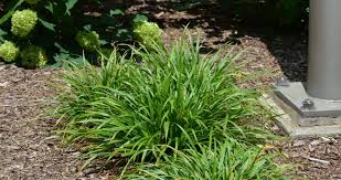 Sedge 'Woodland'